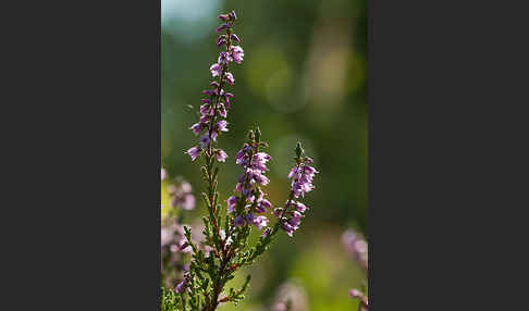 Heidekraut (Calluna vulgaris)