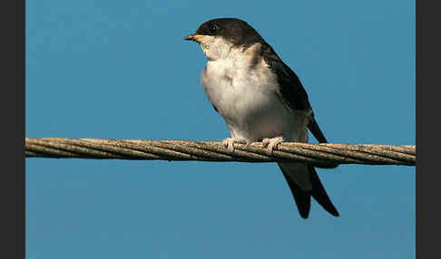 Mehlschwalbe (Delichon urbica)