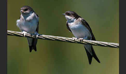 Mehlschwalbe (Delichon urbica)