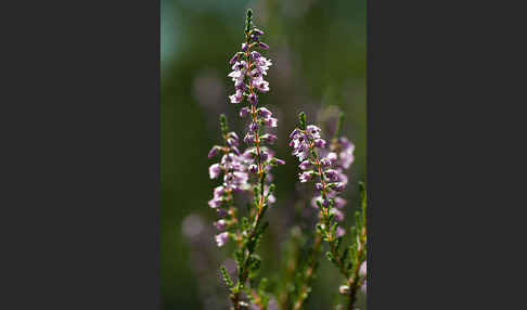 Heidekraut (Calluna vulgaris)