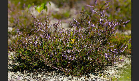 Heidekraut (Calluna vulgaris)