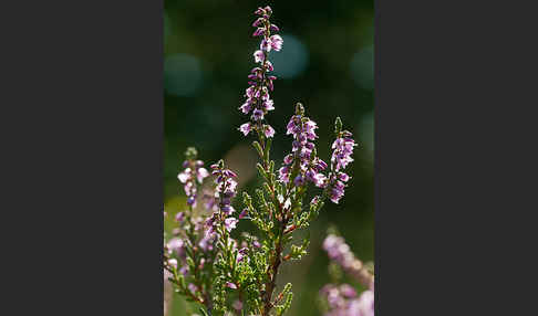 Heidekraut (Calluna vulgaris)