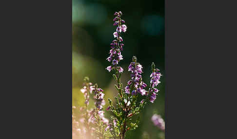 Heidekraut (Calluna vulgaris)