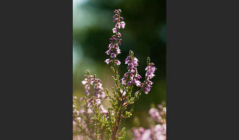 Heidekraut (Calluna vulgaris)