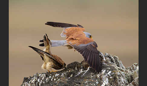 Rötelfalke (Falco naumanni)