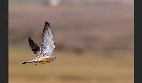 Rötelfalke (Falco naumanni)