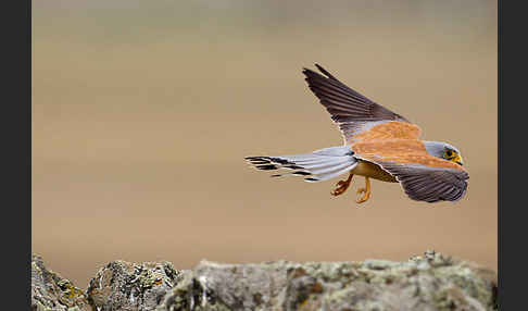 Rötelfalke (Falco naumanni)