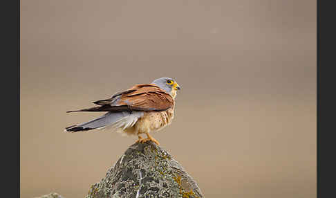 Rötelfalke (Falco naumanni)