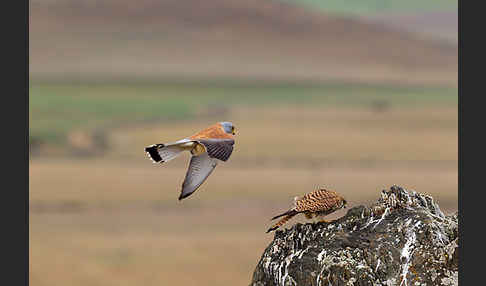 Rötelfalke (Falco naumanni)