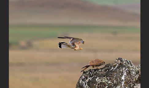 Rötelfalke (Falco naumanni)