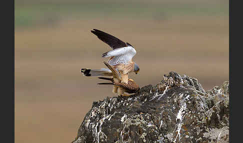 Rötelfalke (Falco naumanni)