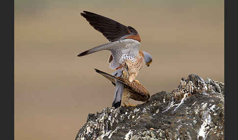 Rötelfalke (Falco naumanni)