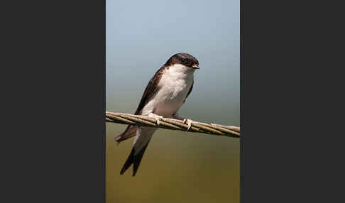 Mehlschwalbe (Delichon urbica)