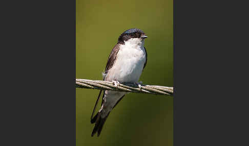 Mehlschwalbe (Delichon urbica)