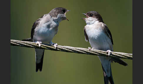 Mehlschwalbe (Delichon urbica)