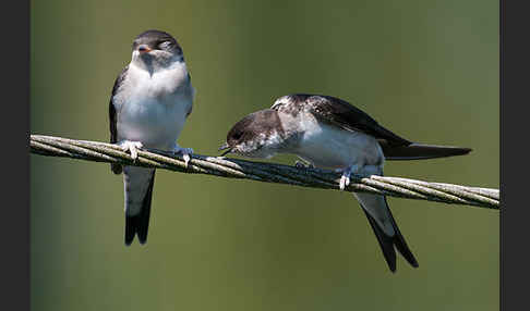 Mehlschwalbe (Delichon urbica)