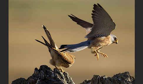 Rötelfalke (Falco naumanni)