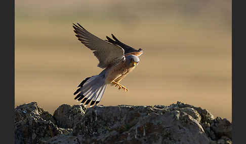 Rötelfalke (Falco naumanni)