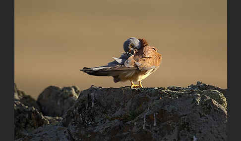 Rötelfalke (Falco naumanni)