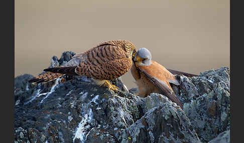 Rötelfalke (Falco naumanni)