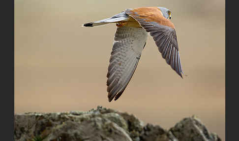 Rötelfalke (Falco naumanni)