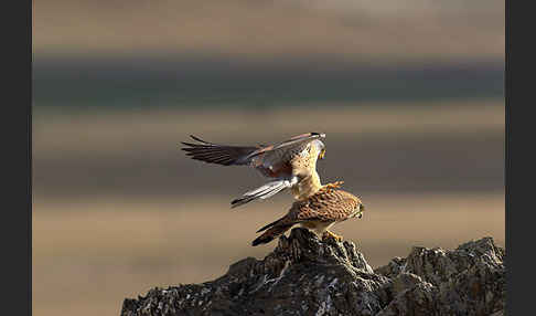 Rötelfalke (Falco naumanni)