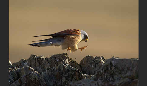 Rötelfalke (Falco naumanni)