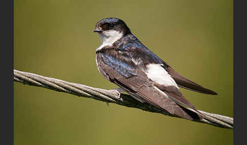 Mehlschwalbe (Delichon urbica)