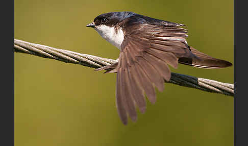 Mehlschwalbe (Delichon urbica)