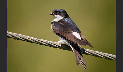 Mehlschwalbe (Delichon urbica)