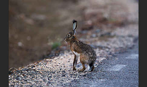 Iberischer Hase (Lepus granatensis)