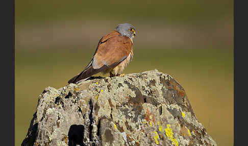 Rötelfalke (Falco naumanni)