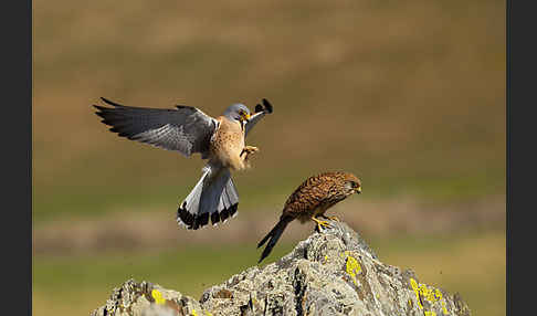 Rötelfalke (Falco naumanni)