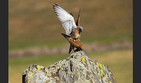 Rötelfalke (Falco naumanni)