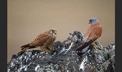 Rötelfalke (Falco naumanni)