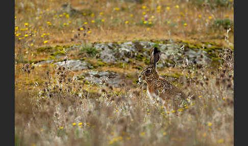 Iberischer Hase (Lepus granatensis)