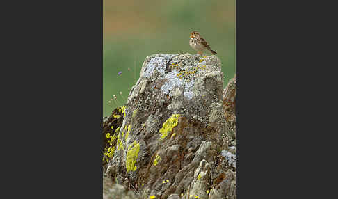 Grauammer (Miliaria calandra)