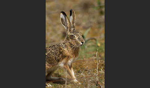 Iberischer Hase (Lepus granatensis)