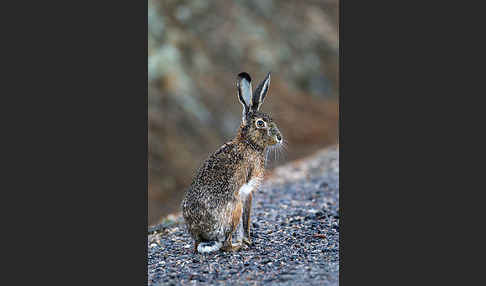 Iberischer Hase (Lepus granatensis)