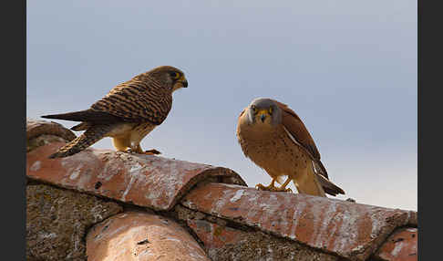 Rötelfalke (Falco naumanni)