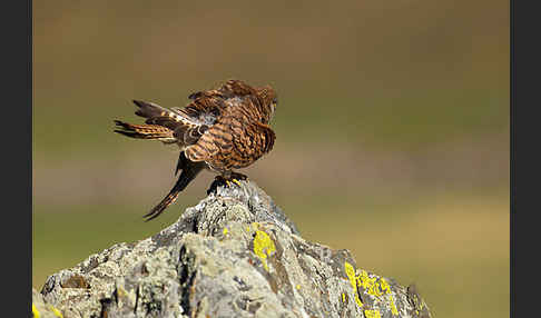 Rötelfalke (Falco naumanni)