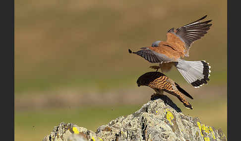 Rötelfalke (Falco naumanni)