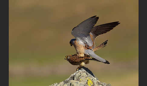 Rötelfalke (Falco naumanni)