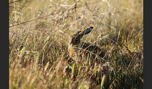 Iberischer Hase (Lepus granatensis)