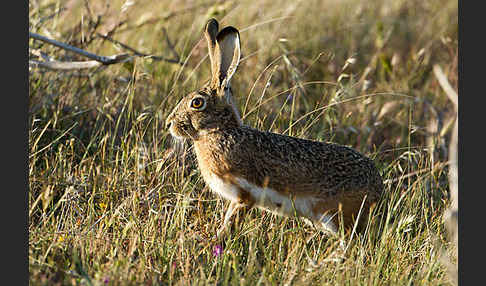 Iberischer Hase (Lepus granatensis)