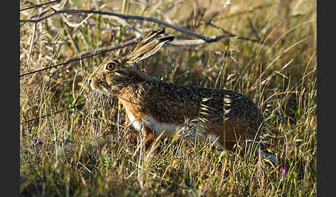 Iberischer Hase (Lepus granatensis)