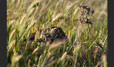 Iberischer Hase (Lepus granatensis)