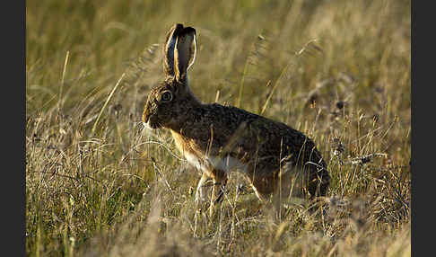 Iberischer Hase (Lepus granatensis)