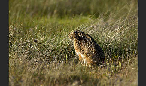 Iberischer Hase (Lepus granatensis)