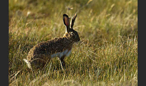 Iberischer Hase (Lepus granatensis)